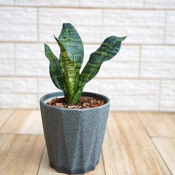 竒植花物 虎尾蘭陶瓷盆栽室內觀賞植物綠化盆栽植栽 Pinkoi 設計購物網站 Line購物