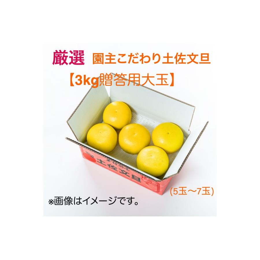 厳選 園主こだわり土佐文旦3kg大玉（大玉5玉〜7玉)  果物 くだもの 柑橘 カンキツ