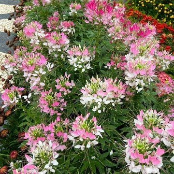 🌺（醉蝶花種子）新品 熱銷美人醉蝶花種子花園花海種子 四季陽台庭院盆栽  懶人易種植 耐旱花卉種子 撒下就活