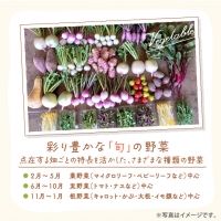 A-229 季節の旬野菜 10品 おまかせセット（農薬・化学肥料不使用）