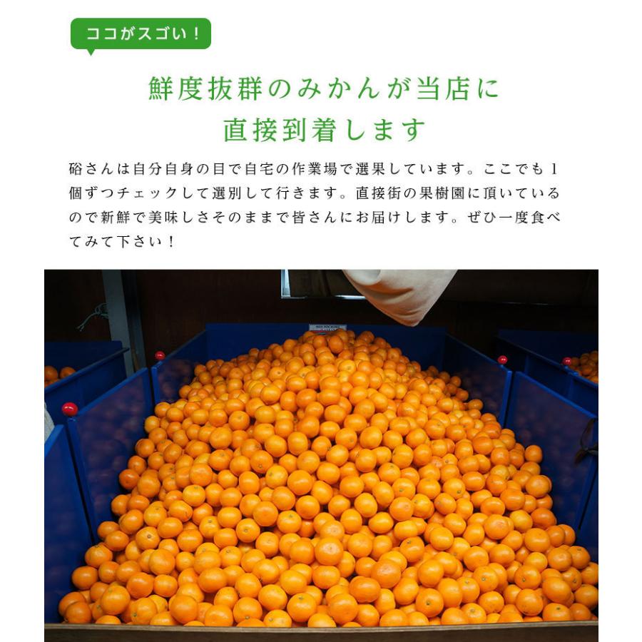 送料無料 和歌山県産下津 硲 みかん Lサイズ 約2.5kg 和歌山 みかん 2.5kg お歳暮 フルーツ ギフト