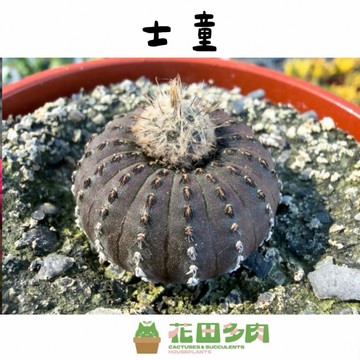 《花田多肉》🌵【士童】 仙人掌/多肉植物/多肉/戶外植物/園藝/盆栽/綠化/懶人植物/抗輻射/綠植美學