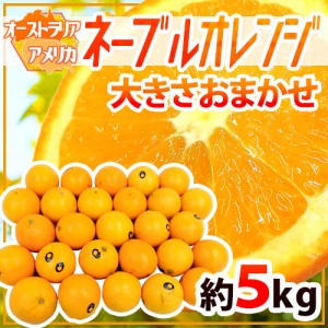 ”ネーブルオレンジ” 約5kg 大きさおまかせ アメリカ・オーストラリア産 送料無料