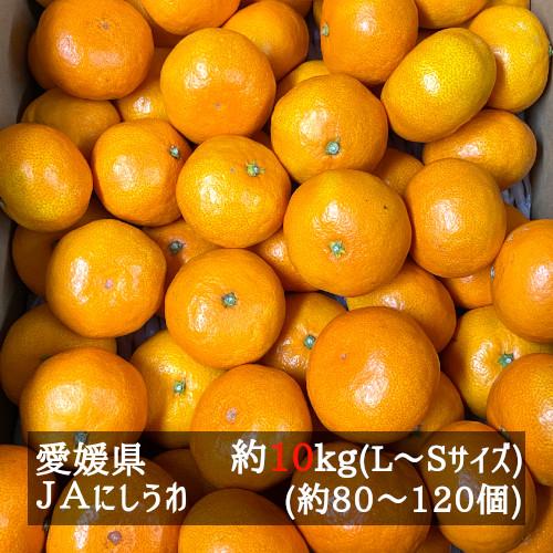 西宇和みかん（ＪＡにしうわ） 約１０ｋｇ Ｌ−Ｓサイズ（約８０個〜１２０個） 愛媛県産