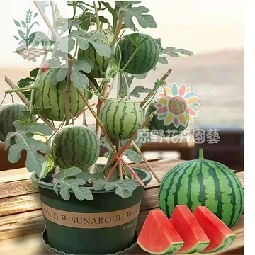 青禾園藝（盆栽蜂蜜小西瓜種子）超甜紅玉無籽爬藤小西瓜 高產好養陽台庭院盆栽薄皮西瓜四季播種水果種子#自留種