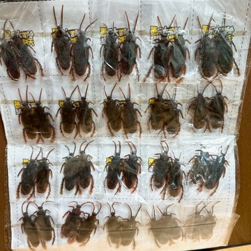 《翔翼玩具》模擬真實蟑螂 萬聖節 逼真蟑螂 仿真蟑螂 搞怪玩具 蟑螂玩具 玩具 仿真蟑螂63107 安全標章合格玩具