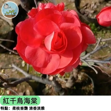 【稀有品種】紅千鳥海棠種子 台灣現貨 垂枝海棠 春季開花 粉紅垂花 庭院盆栽觀賞樹 花海景觀 園藝種子