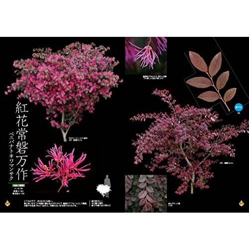 最高に美しい 身近な樹木ビジュアルカタログ 樹形・葉・花・実・季節の変化が一目でわかる