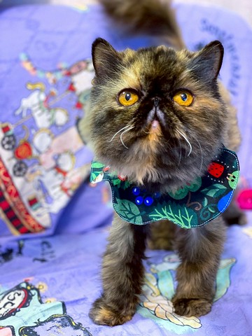 貓狗花形口水肩 日式花形 粉紅小兔 黑夜中的森林 小紅帽