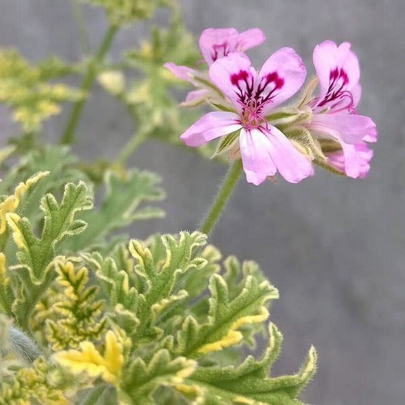 ニオイゼラニウム ローズ ローズゼラニウム 斑入り5号鉢入りさわやかな香りとピンクの花 ハーブ 花壇や鉢植えに 通販 Lineポイント最大0 5 Get Lineショッピング