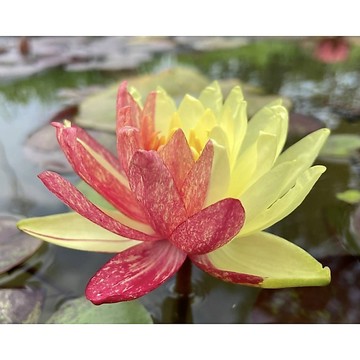 ✨迷你睡蓮塊莖✨台灣現貨現發，稀有耐寒蓮花苗，水培水生植物，缽栽水池庭院陽臺觀賞睡蓮