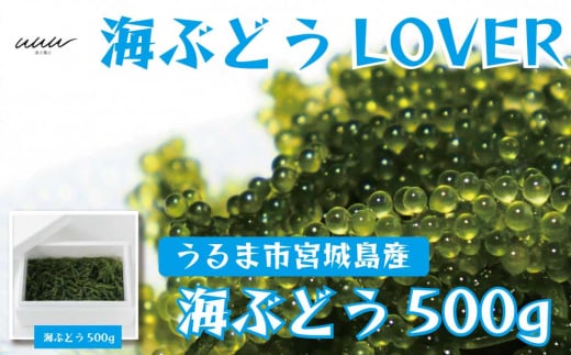 海ぶどうLover　500gパック