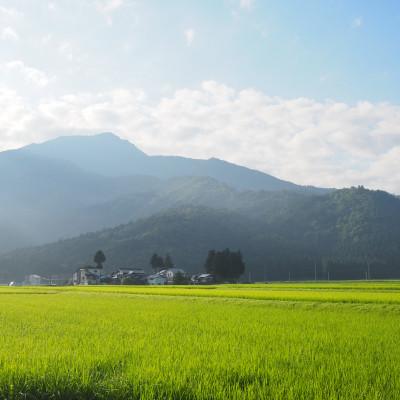 ふるさと納税 南魚沼市 令和5年産　南魚沼塩沢地区「大沢産こしひかり」特A米(※)5kg×2袋