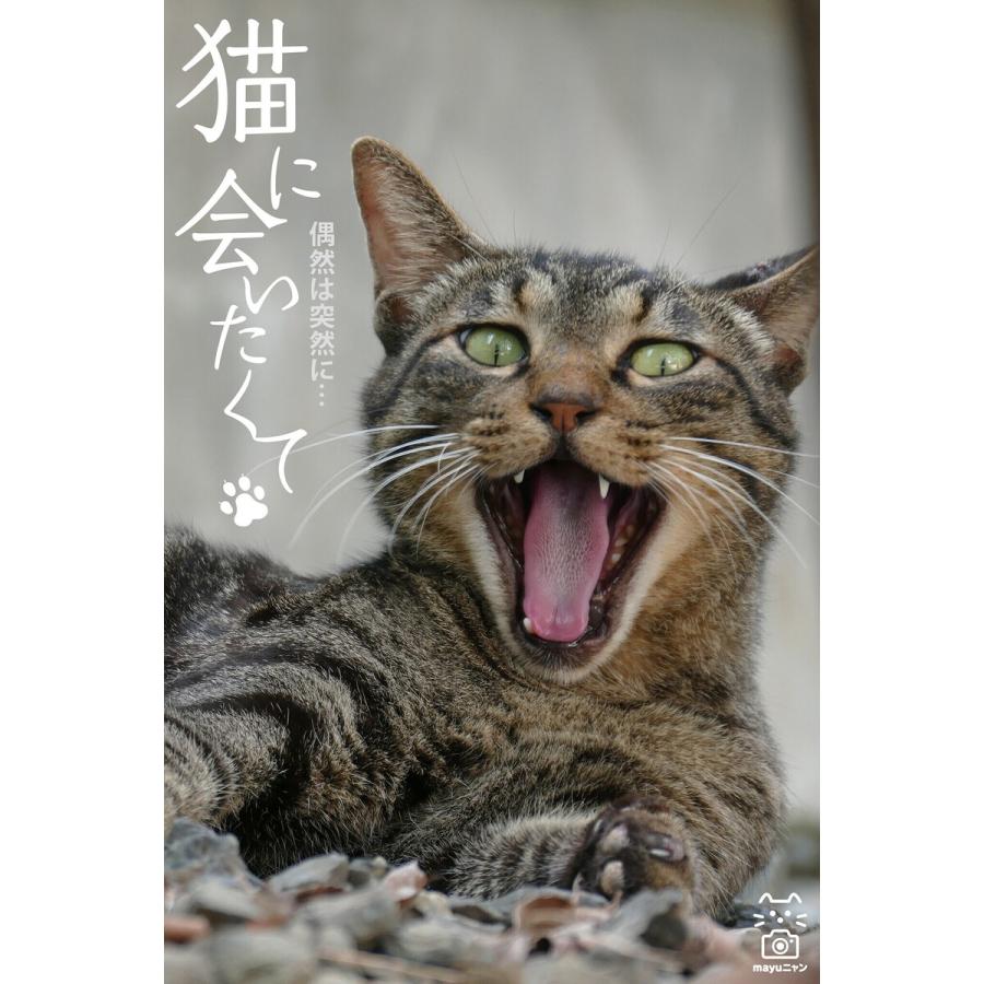 猫に会いたくて 偶然は突然に・・・ 電子書籍版   撮影:mayuニャン