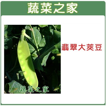 【蔬菜之家】E04.翡翠大莢豆(改良種)種子(共有2種包裝可選)