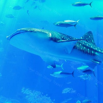 夏日悠遊沖繩5日沖繩必訪海洋博公園IG爆紅沖繩小希臘-瀬長島星野咖啡 (不進免稅店)