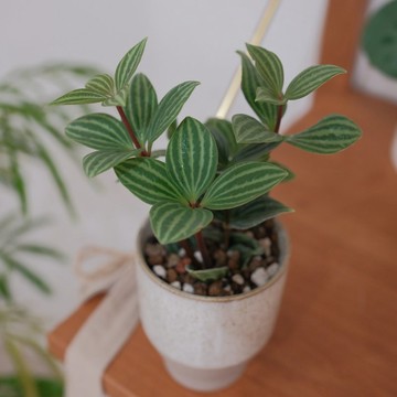 白脈椒草