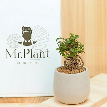 【拈花x研植】榆樹｜3吋│窗邊植物│新手植物│淨化空氣│水泥盆│招財植物│觀葉植物│質感盆栽