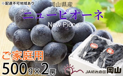 ご家庭用 ニューピオーネ 約500g×2房 葡萄 ぶどう 果物 フルーツ 岡山県産 2023年