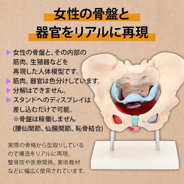 人体模型 骨格模型 7ウェルネ 骨盤 模型 女性 実物大 間接模型 骨格標本 骨模型 骸骨模型 人骨模型 骨格 人体 モデル ヒューマンスカル 骸骨