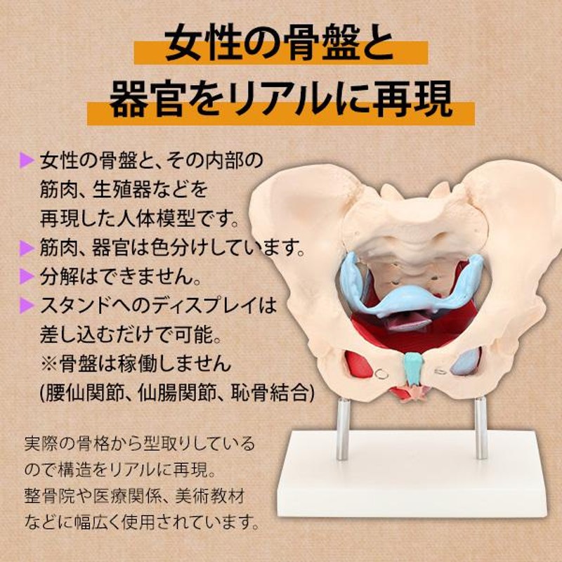 人体模型 骨格模型 7ウェルネ 骨盤 模型 女性 実物大 間接模型 骨格