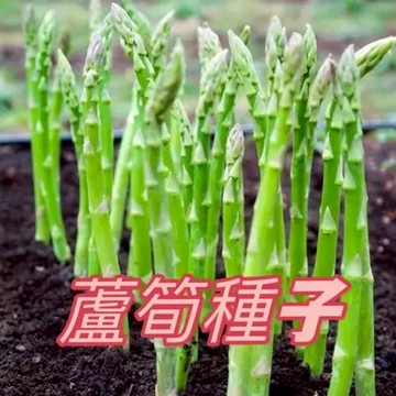 現貨【蘆筍種子】 （100粒）四季蔬菜家庭蔬菜世界名菜種籽 一次種植吃多年 根本割不完 耐寒抗熱 菜地農田小院種植 蔬菜