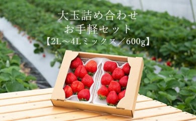 ご家族での味見にもOK！お手軽2パックセット！大玉詰め合わせ 600g