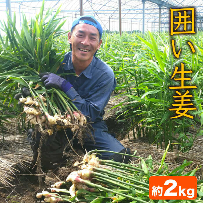 囲い生姜 約 2kg   ショウガ しょうが 生姜   南島原市   ふくはちファーム [SBS010]