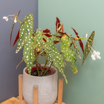 水泥景觀盆－星點秋海棠