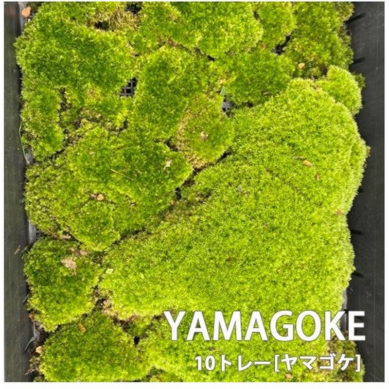 ヤマゴケ 山苔 10トレーセット サイズ300mm 450mm コケリウム 盆栽 植え替え 化粧 テラリウム 苔玉 庭 メンテナンス 石s直送 通販 Lineポイント最大0 5 Get Lineショッピング