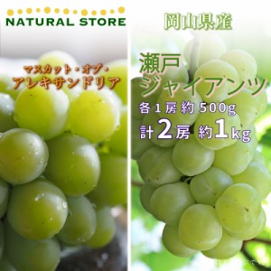 [最短順次発送]  マスカットオブアレキサンドリア 瀬戸ジャイアンツ 各1房 計約 1kg 500g 食べ比べ ぶどう  夏ギフト 御中元 お中元