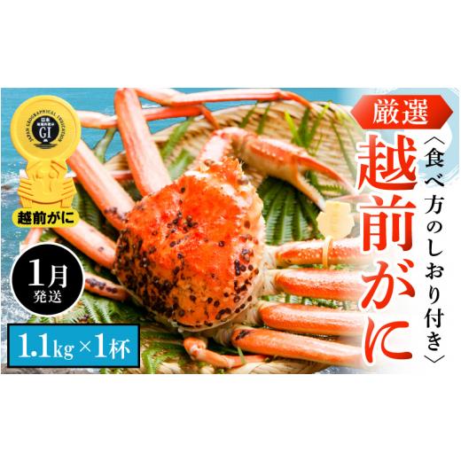 ふるさと納税 福井県 越前町 越前がに本場の越前町からお届け！ 越前がに 浜茹で 特大サイズ（生で1.1kg以上） × 1杯 かにの食べ方しおり付き【かに カニ 蟹…