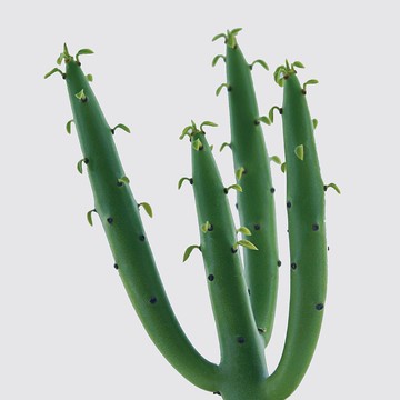 │ 犀力系列 │ 綠珊瑚 - 多肉植物 水耕植物 懶人盆栽