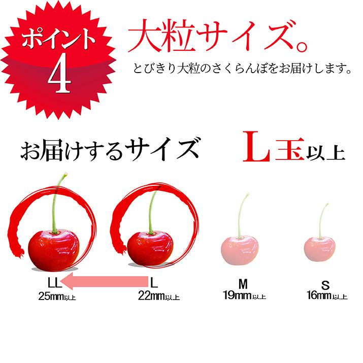 さくらんぼ 佐藤錦 L玉 1kg(500g×2) 鏡詰め 山形 特秀 2024 山形県産 サクランボ 贈答用 化粧箱入 送料無料 (遠方送料加算) ギフト 贈り物