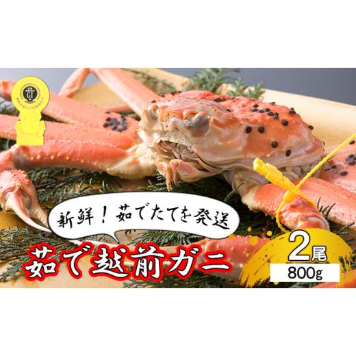 ふるさと納税 福井県 若狭町 茹で越前ガニ食通もうなる本場の味をぜひ、ご堪能ください。約800g 2尾セット 越前がに 越前かに 越前カニ カニ ボイ…