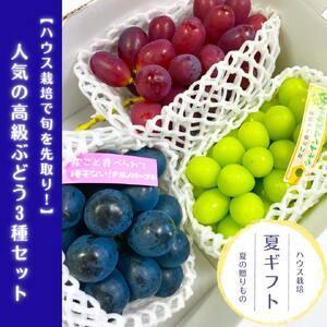 ふるさと納税 2024年7月出荷　　 高級ぶどう3種セット 長野県高森町