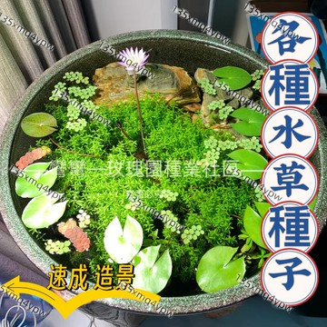 💥台灣發貨💥【多款水草種子】水培植物  速成水草 魚缸造景 灑下就能活 矮珍珠種子 迷你牛毛 超美造景真水草 四季種植