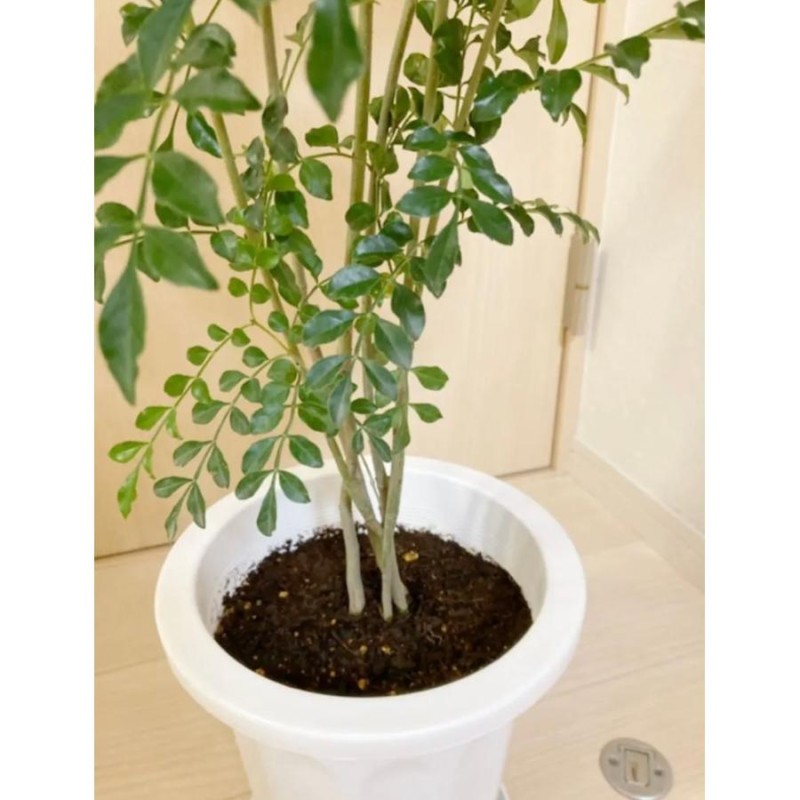シマトネリコ　鉢植え(樹高175㎝) シマトネリコ 鉢植え(樹高175㎝)