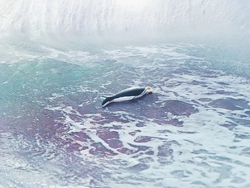 手繪墜子 - 南露脊鯨