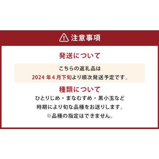 ふるさと納税 熊本県 熊本市 小玉西瓜 2玉入 1玉あたり1.5kg以上 すいか スイカ