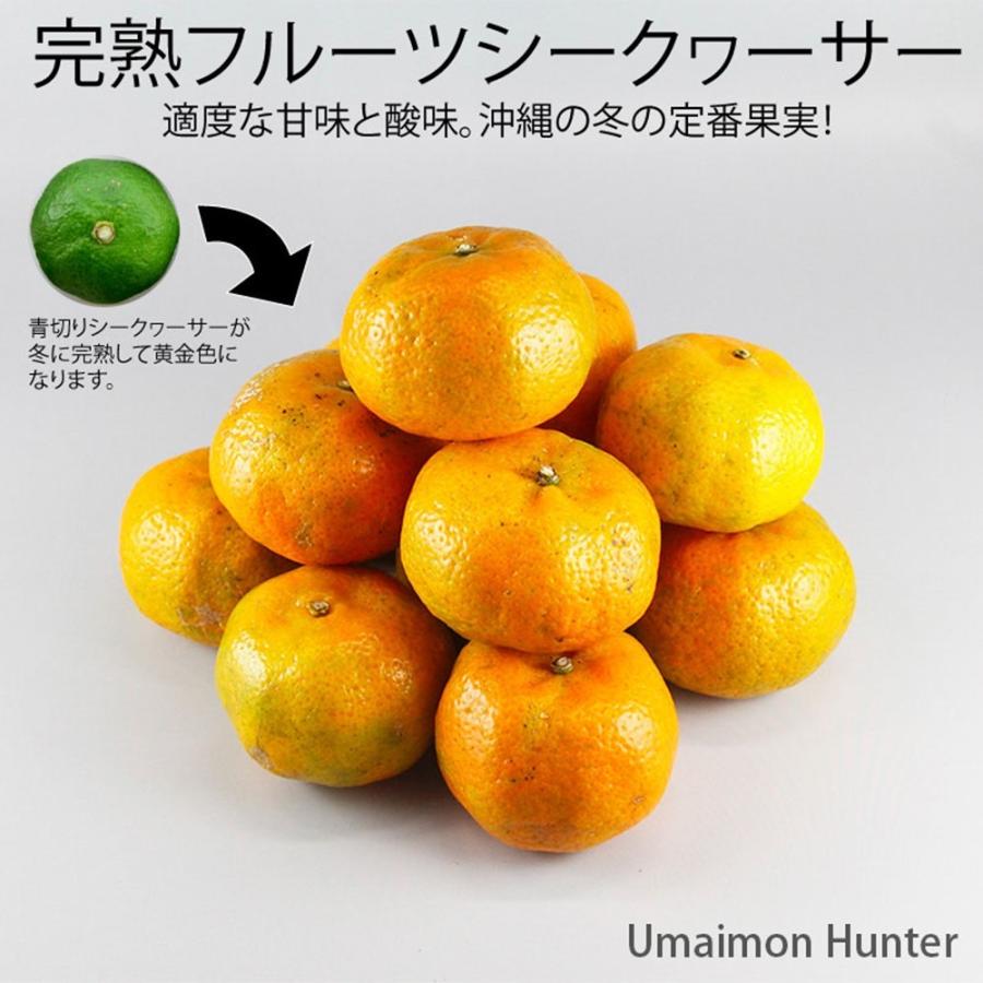 期間限定 沖縄産 フルーツシークヮーサー 約1kg 栄養たっぷり そのまま食べられる甘い黄金色のシークワーサー