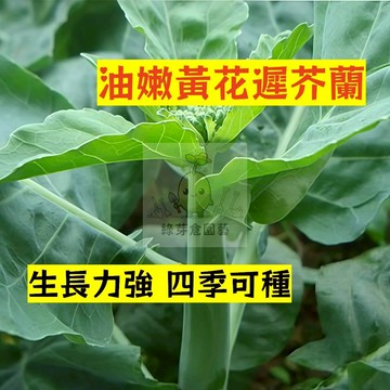 🌱早熟高產 油嫩黃花遲芥蘭種子JL-8 四季可種 易生長 芥藍 抗病性強 中遲芥蘭 格蘭菜 易種植 高產陽台盆栽蔬菜種子