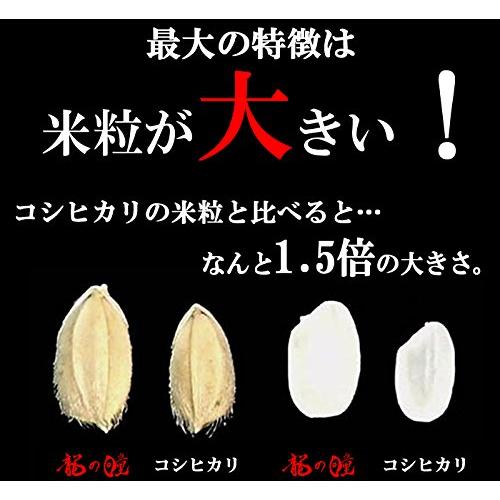 龍の瞳 いのちの壱 令和4年産 白米 (3kg)