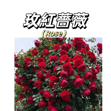 嘉義現貨（玫紅爬藤玫瑰種子MG-38）Rose薔薇月季種子大紅係大花庭院陽台灑下就能活懶人觀賞花卉花海種子