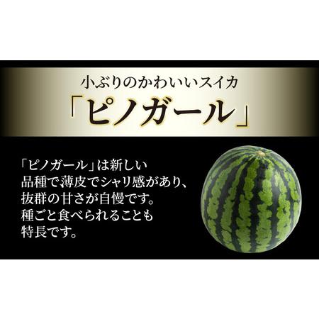 ふるさと納税 小玉スイカ ピノガール 2玉（計3.6kg〜6kg）／福井県 あわら市 フルーツ 夏 果物 西瓜  秀品 農家直送 有機肥料 低.. 福井県あわら市