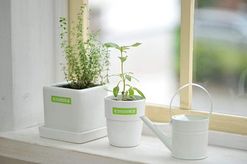 Brother TZe-MQG35 粉彩 護貝標籤帶 ( 12mm 綠底白字 )