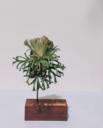 皮革製 P. Platycerium Kitshakood亞皇鹿角蕨立架展示_送禮/收藏