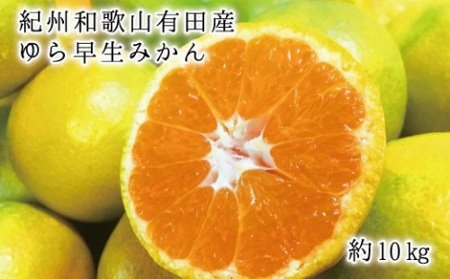 紀州和歌山有田産ゆら早生みかん10kg　※2024年10月中旬頃～2024年10月下旬頃に順次発送予定(お届け日指定不可)