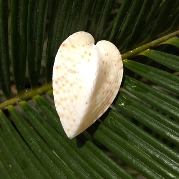 天然心形海螺貝殼同心蛤愛心貝同心貝情侶貝七夕戀人禮物櫥窗設計