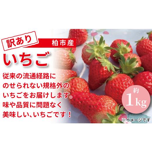 ふるさと納税 千葉県 柏市 柏市産訳ありいちご　約1kg